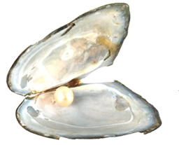 Love Pearl in Oyster, Find Your Love Pearl From a Real Oyster, Guaranteed